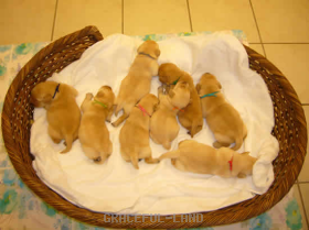 アーニャの仔犬たち